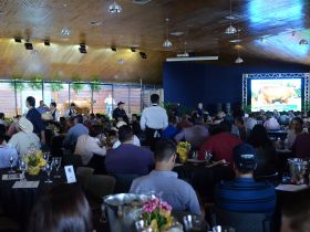 Grade comercial da ExpoZebu 2022 já conta com mais de 40 leilões e shoppings