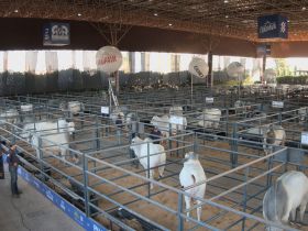 ExpoGenética 2025: Leilão PNAT chega à oitava edição com touros altamente provados