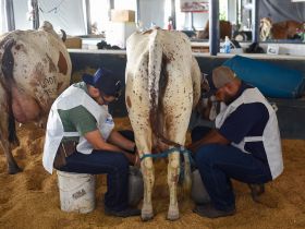 89ª ExpoZebu: pesagens oficiais do 44º Concurso Leiteiro estão disponíveis para consulta no site da ABCZ