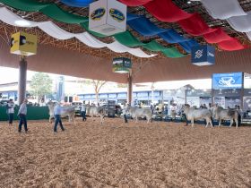 Conheça os campeões do Guzerá na pista da ExpoLeite e 17ª Exposição Nacional da Raça Guzerá