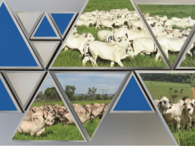 Julgamento Zebu a Campo acontece no dia 3 de maio