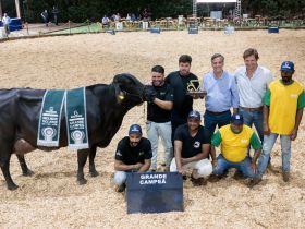 Vaca Girolando meio-sangue é eleita a Suprema da 2ª ExpoLeite, em Uberaba (MG)
