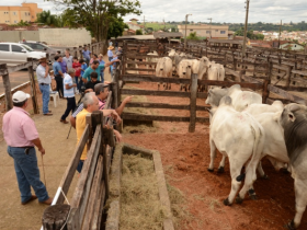 Feiras do Pró-Genética vendem mais de 60 touros