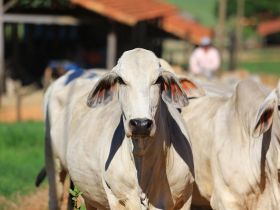 Brasil realiza primeira exportação de embriões zebuínos produzidos in vitro para o Peru