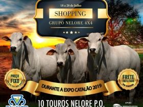 Dia de Campo Nelore 4X4 será realizado no próximo domingo (21)