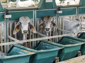 Simpósio sobre a raça Brahman terá anúncio de vencedores da 3ª Prova de Performance e Eficiência