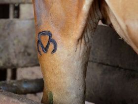 ABCZ mantém desconto para promover raças zebuínas e seus cruzamentos