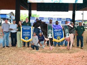 Eleita a Vaca Suprema da 3ª ExpoLeite, em Uberaba