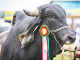 Estão abertas as inscrições de zebuínos para a Expointer 2017