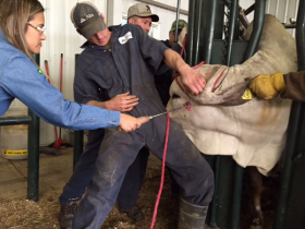 ABCZ registra animais no Canadá