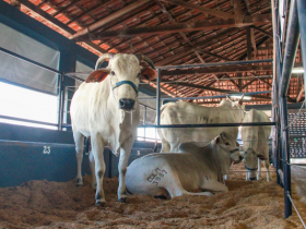 Matrizes Claudio Sabino 2016 são anunciadas na ExpoGenética
