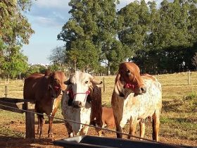 Inscrições para Concurso Leiteiro Natural terão desconto até 23 de março
