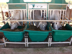 PNAT 2019: número de animais inscritos supera em mais de 50% com relação a 2018