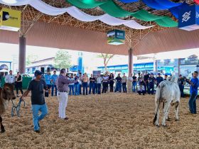 ExpoLeite 2024:  2ª Curso de Morfologia das Raças Zebuínas Leiteiras é destaque na programação