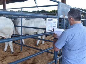 Primeiras doses de sêmen de touros classificados no PNAT 2023 são liberadas para distribuição