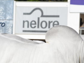 Leilões da Expoinel movimentam mais de 6 milhões