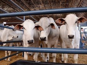 ExpoGenética 2019: Confira a programação para esta quinta-feira (22)