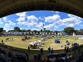 89ª ExpoZebu consagra seus grandes campeões e prepara balanço de negócios