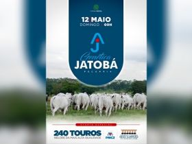 Leilão Virtual Genética Jatobá Pecuária oferecerá reprodutores com genética comprovada