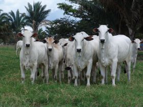 Pró-Genética Online: programa da ABCZ incorpora plataforma digital para ampliar comercialização de genética PO