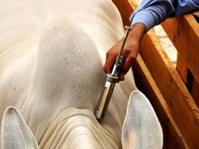 MAPA libera uso de avermectinas 