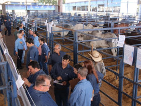 Criadores e técnicos votam na escolha de touros PNAT 2017
