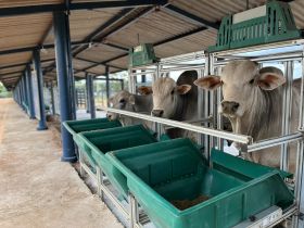 Primeiros animais do PNAT 2023 começam a chegar na Fazenda Escola da Fazu