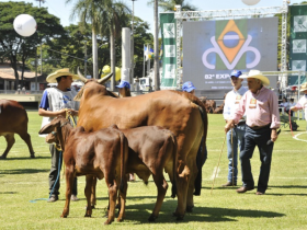 Matriz Modelo dá um show na pista de julgamento da ExpoZebu 
