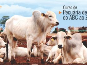 Novo curso Pecuária de Corte do ABC ao Z será realizado em agosto