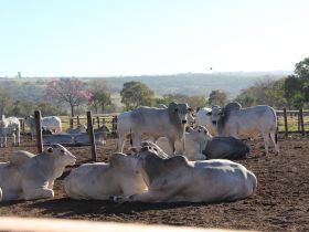 ABCZ divulga a última lista de touros pré-aprovados para o PNAT