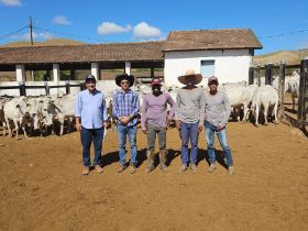 É ouro! Animais participantes do PMGZ Comercial são premiados no Circuito Nelore de Qualidade 2024 - etapa Frisa realizada em Nanuque (MG)