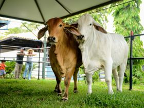 Raça Brahman terá jurado internacional na 89ª ExpoZebu