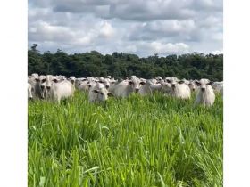 PMGZ Carne: tem início nova fase do programa da ABCZ