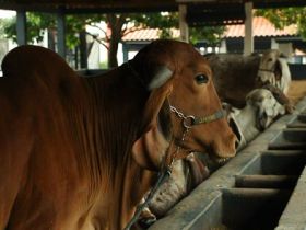 ExpoZebu 2018: Primeiros animais chegam ao Parque Fernando Costa
