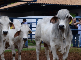 ?Brahman à Campo? terá Gilmar Siqueira de Miranda como jurado