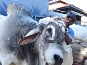 16ª ExpoGenética: confira a programação para hoje (23)
