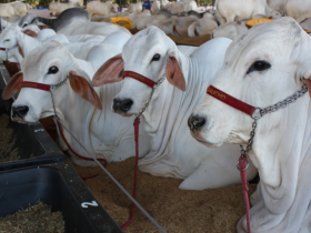ExpoZebu 2017 vai receber 1776 animais