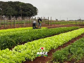 Colheita do projeto NutriJuntos une aprendizado prático, tecnologia e solidariedade
