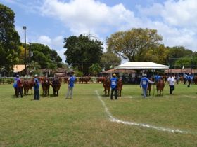 Exposição Nacional do Sindi será na 82ª ExpoZebu 