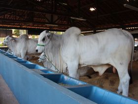 Animais da Expoinel Minas começam a chegar ao Parque Fernando Costa