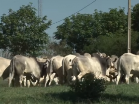 ABCZ participa do 3º Dia de Campo Nelore JAL