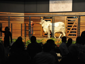 Leilões da ExpoZebu entram na reta final. Movimentação financeira ultrapassa R$32 milhões