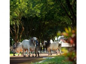 Mapa atende solicitação da ABCZ e amplia prazo para atribuição de apelidos a animais já portadores de RGD