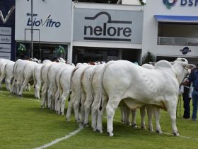 Parque Fernando Costa irá sediar a Expoinel Minas 2022