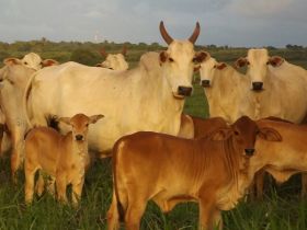 Novas características no 100% PMGZ a partir do mês de maio