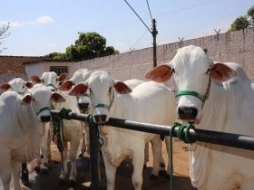 Expoinel 2017: pesagens dos animais da Raça Nelore começam nesta sexta-feira