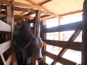 Touros do PNAT passam por mais uma pesagem antes da ExpoGenética