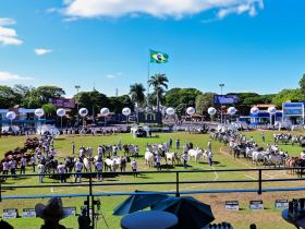 90ª ExpoZebu: Grandes Campeonatos serão destaque da programação deste sábado (3)