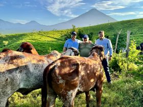 Técnico da ABCZ realiza visita à Guatemala como parte da implantação do sistema de registro genealógico