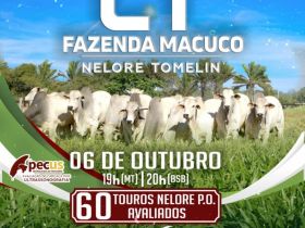 Está chegando o Leilão Virtual da Fazenda Macuco – Nelore Tomelin!